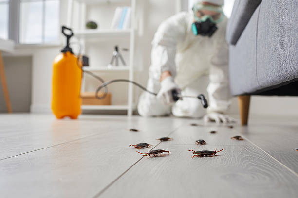Affordable Termite Control solutions in Rockwell, AR